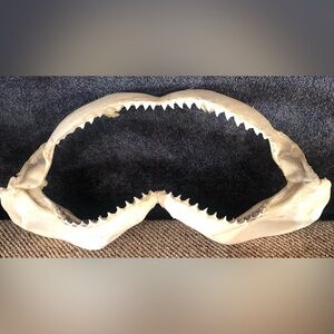 Shark Jaw Bone Decor